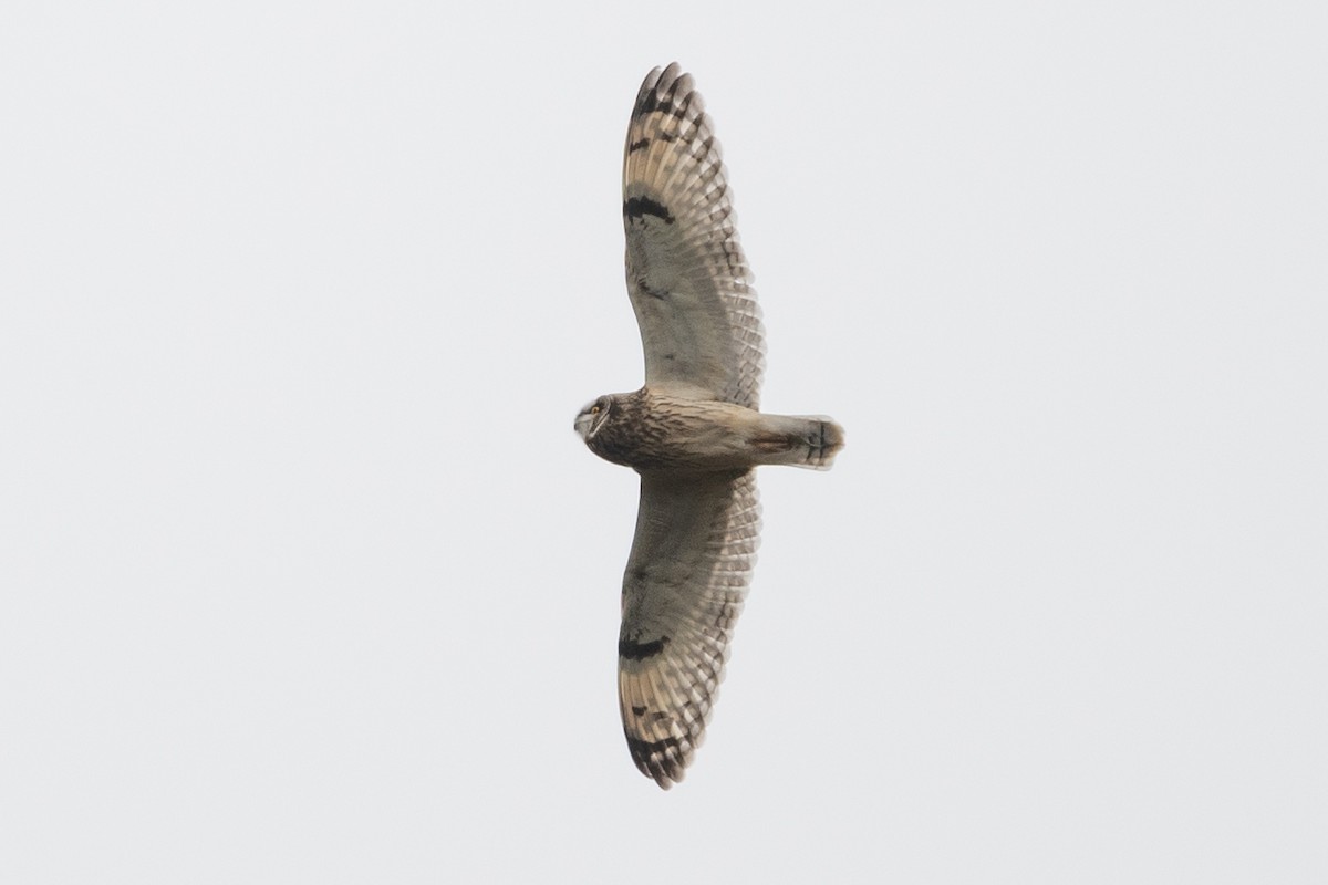 Short-eared Owl - ML612855549