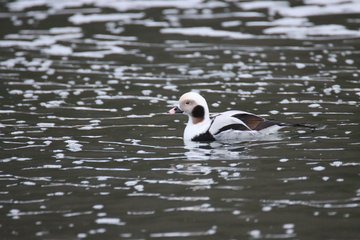 Long-tailed Duck - ML612856287