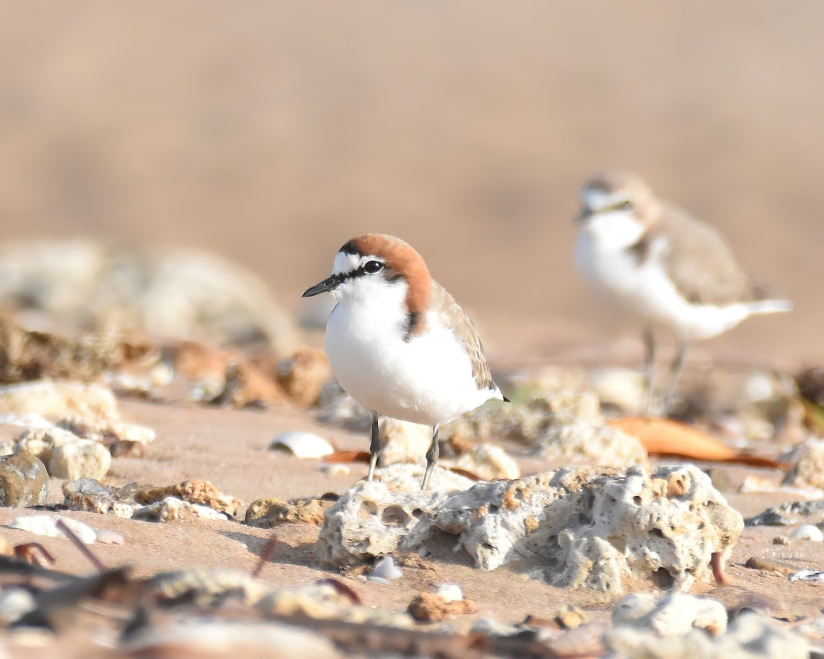 Red-capped Plover - ML612856429