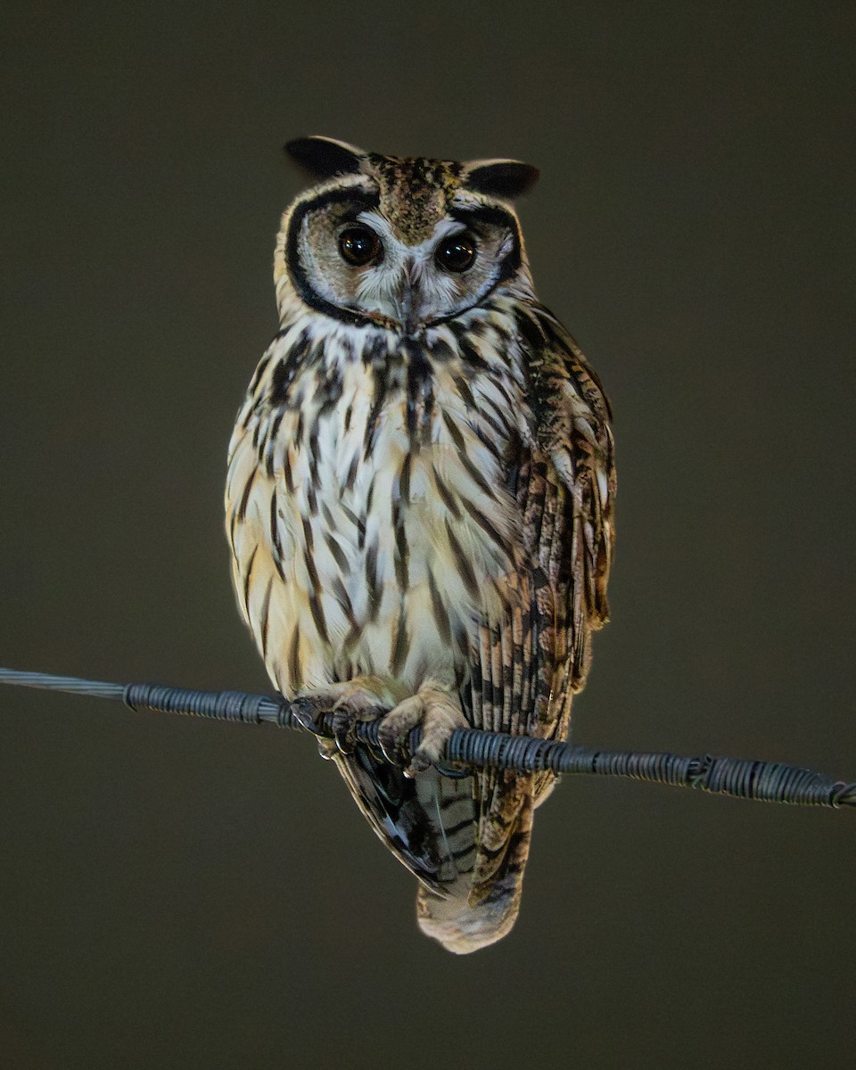 Striped Owl - Julián Arbeláez Aristizábal