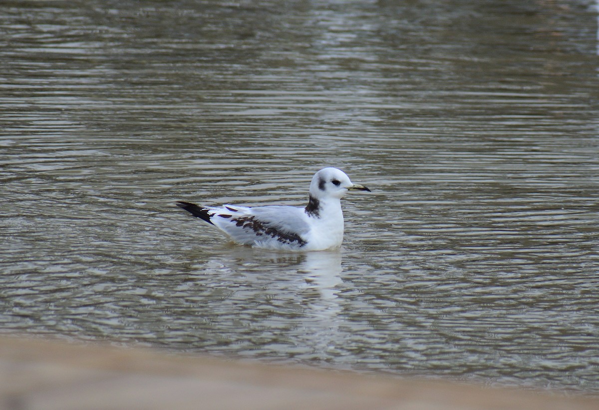 Mouette tridactyle - ML612856774