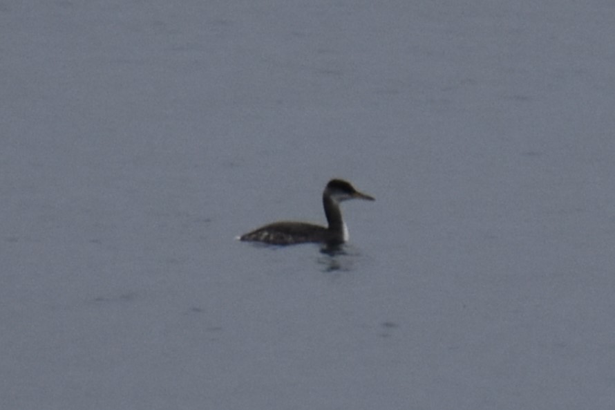 Red-necked Grebe - ML612857416