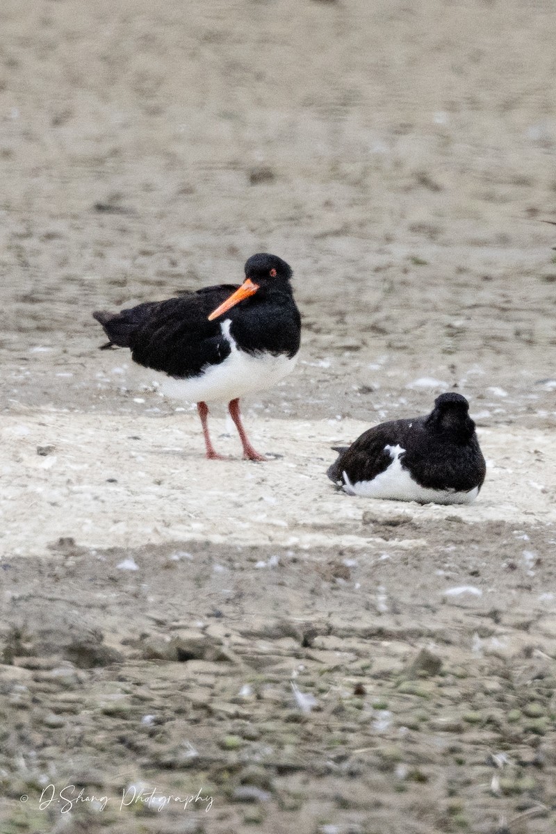 South Island Oystercatcher - Diana Shang