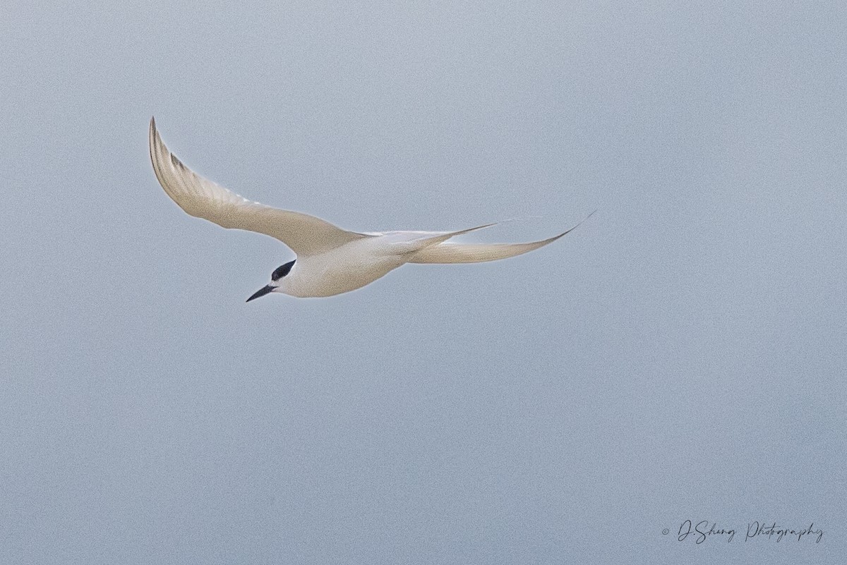White-fronted Tern - ML612857906