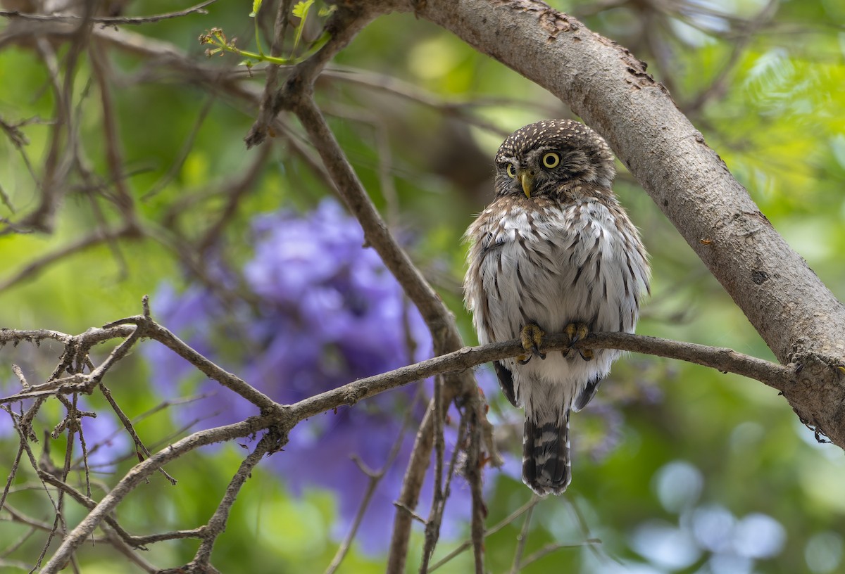 Peruvian Pygmy-Owl - ML612858109