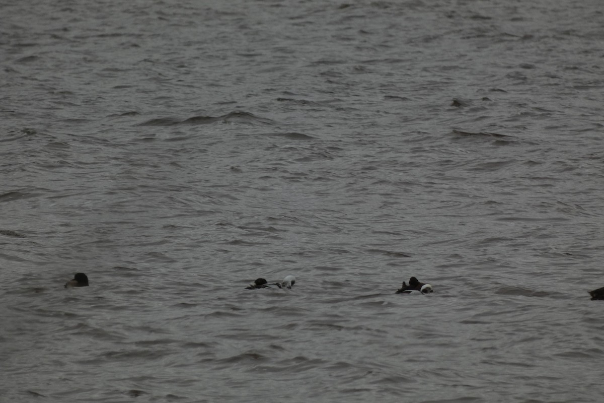 Long-tailed Duck - ML612858180
