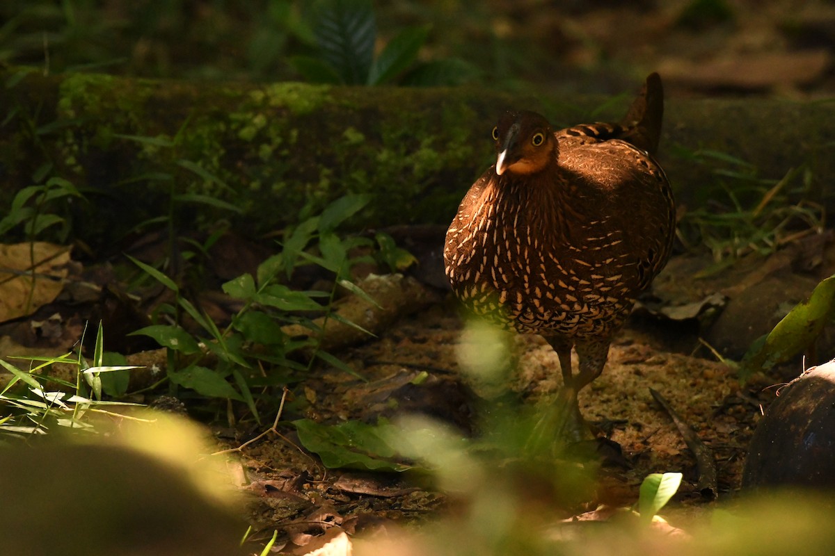 Sri Lanka Junglefowl - ML612858191