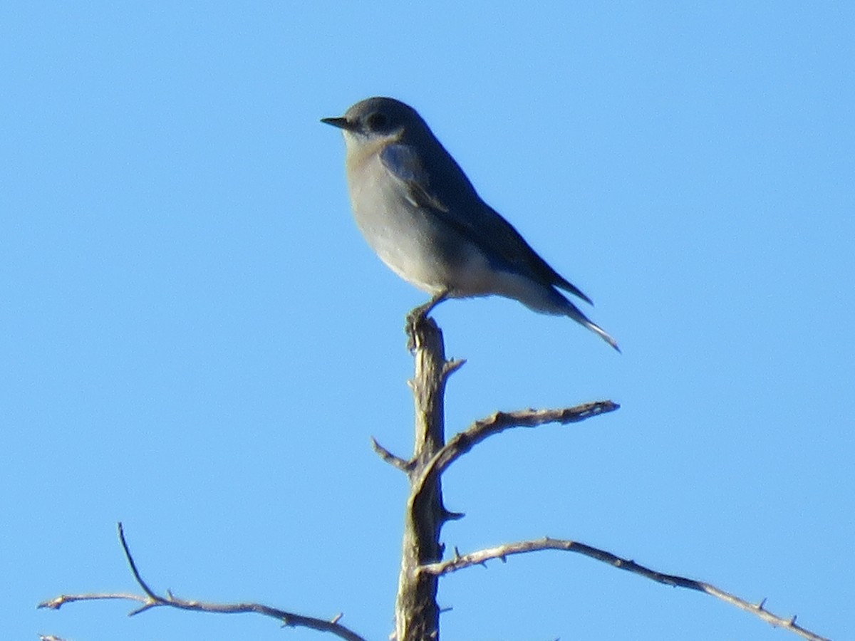 Mountain Bluebird - S. Queen