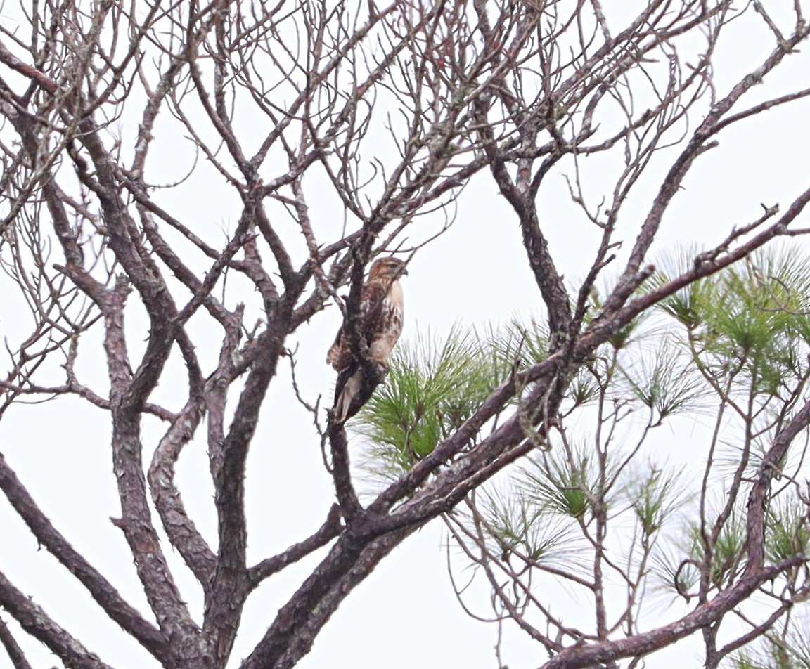 Red-tailed Hawk - ML612859464