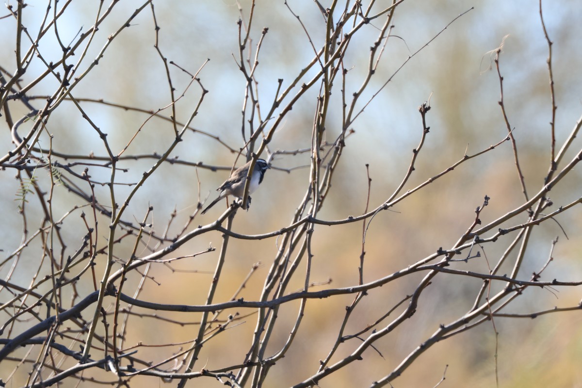 Black-throated Sparrow - ML612859872