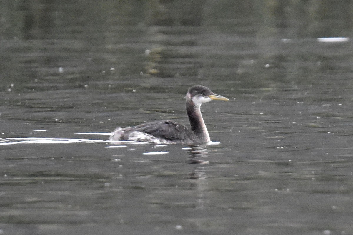 Red-necked Grebe - ML612859921