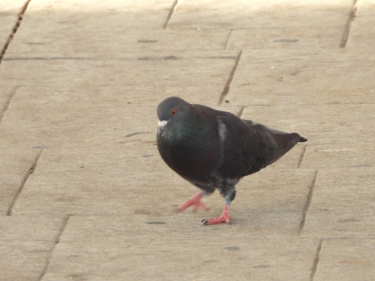 Rock Pigeon (Feral Pigeon) - ML612860027