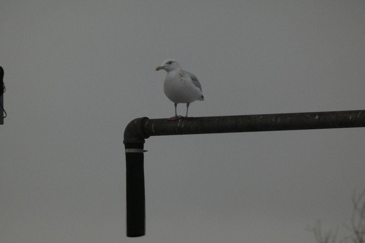Ebird checklist 30 dec 2023 duluth wlssd 4 species