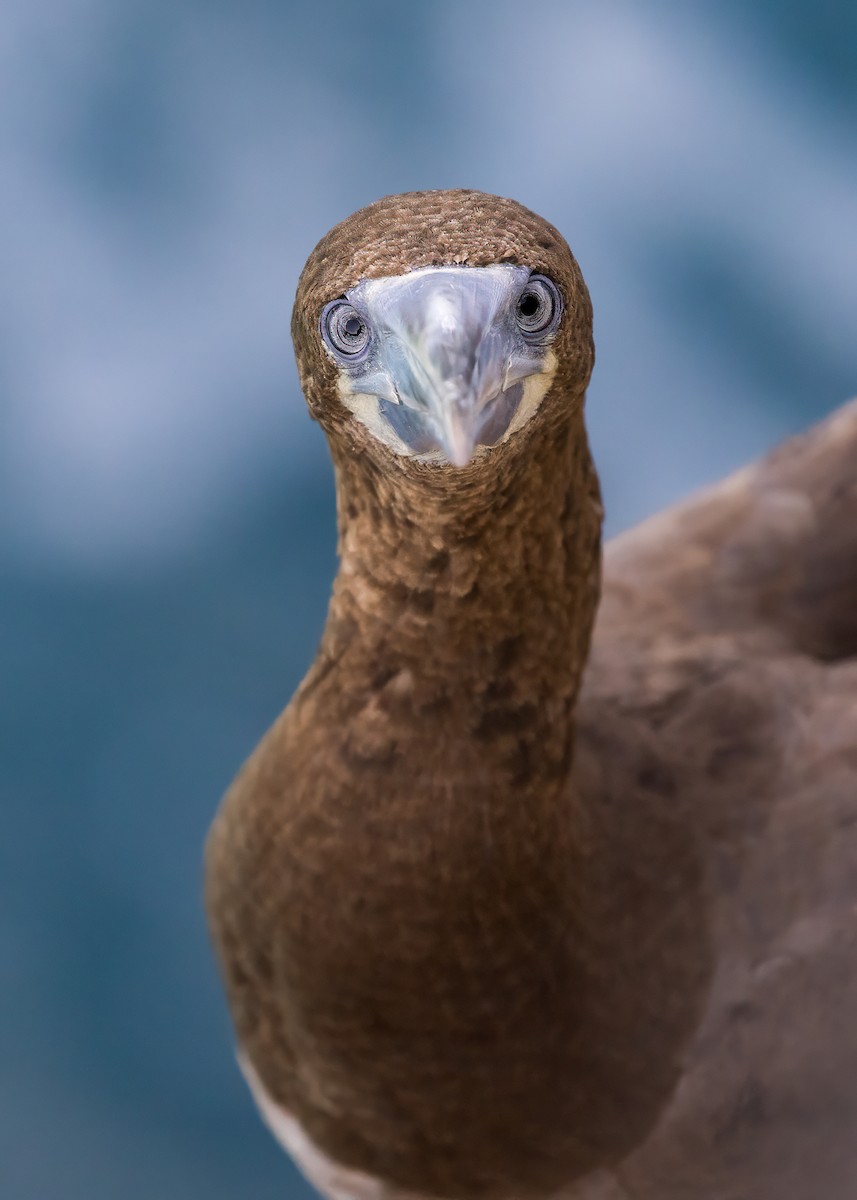 Brown Booby - ML612860542