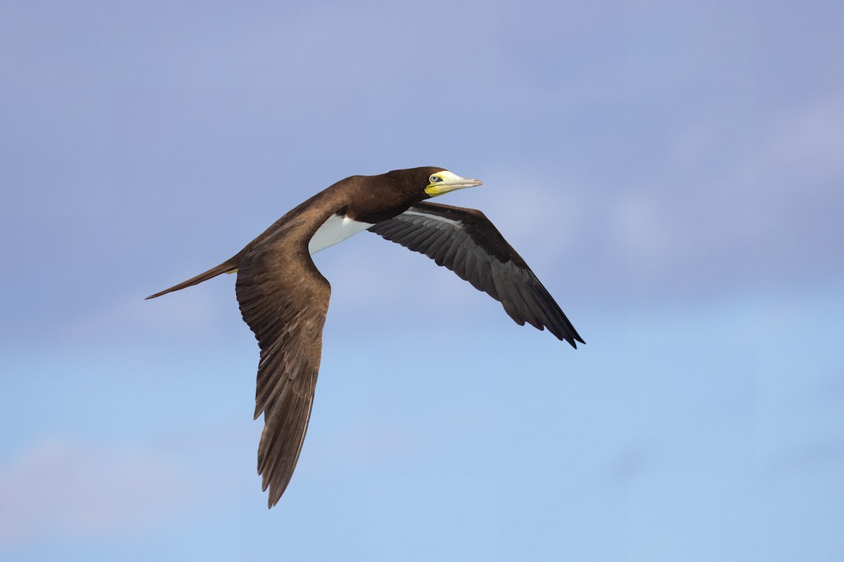 Brown Booby - ML612860546