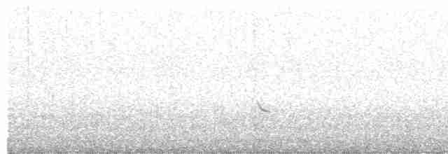 Amerika Çütresi (californicus) - ML612860771