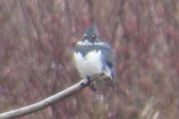 Belted Kingfisher - ML612860793