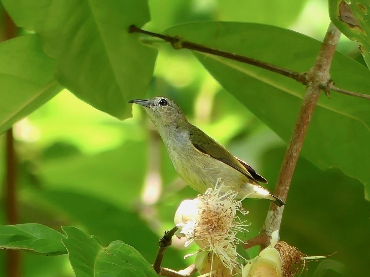 Andaman Flowerpecker - Shelley Rutkin