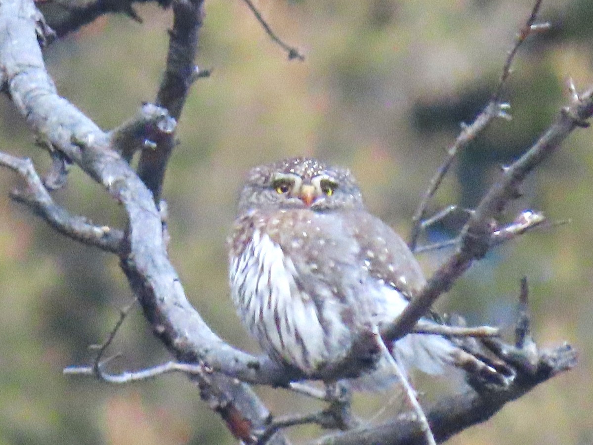 Northern Pygmy-Owl - ML612860849