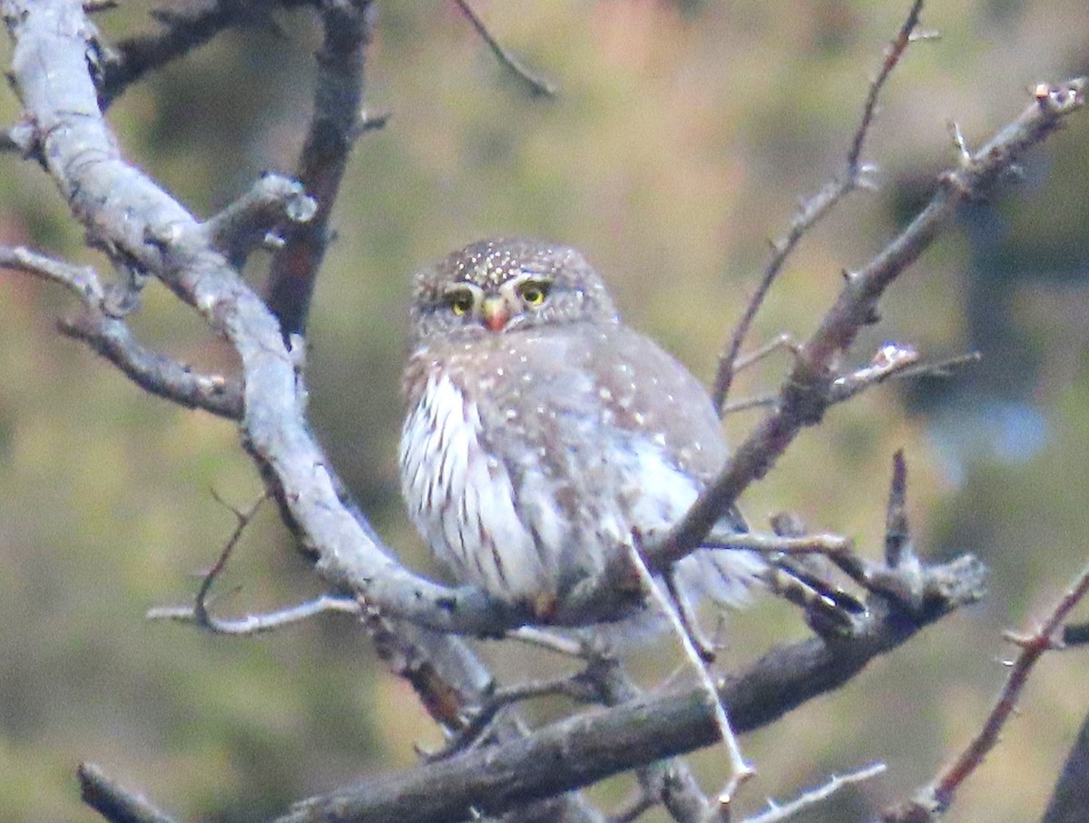 Northern Pygmy-Owl - ML612860851