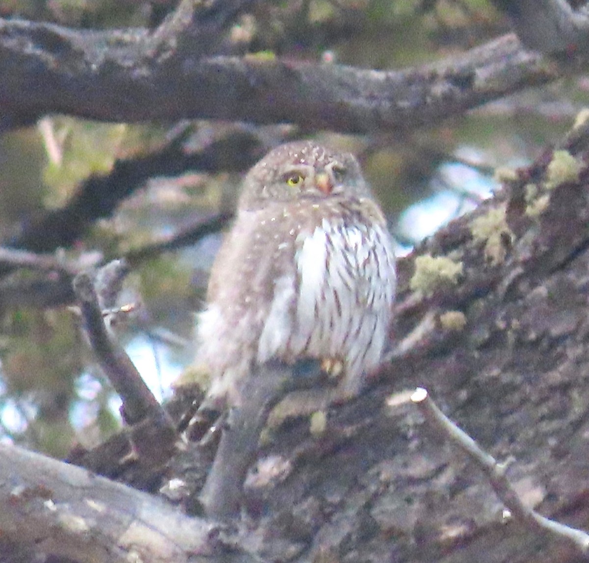 Northern Pygmy-Owl - ML612860866
