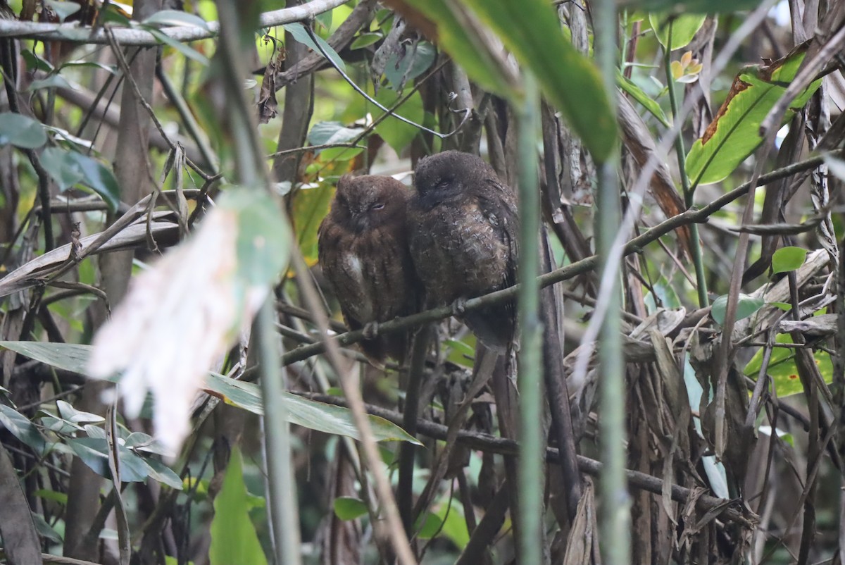 Madagascar Scops-Owl (Rainforest) - ML612860935