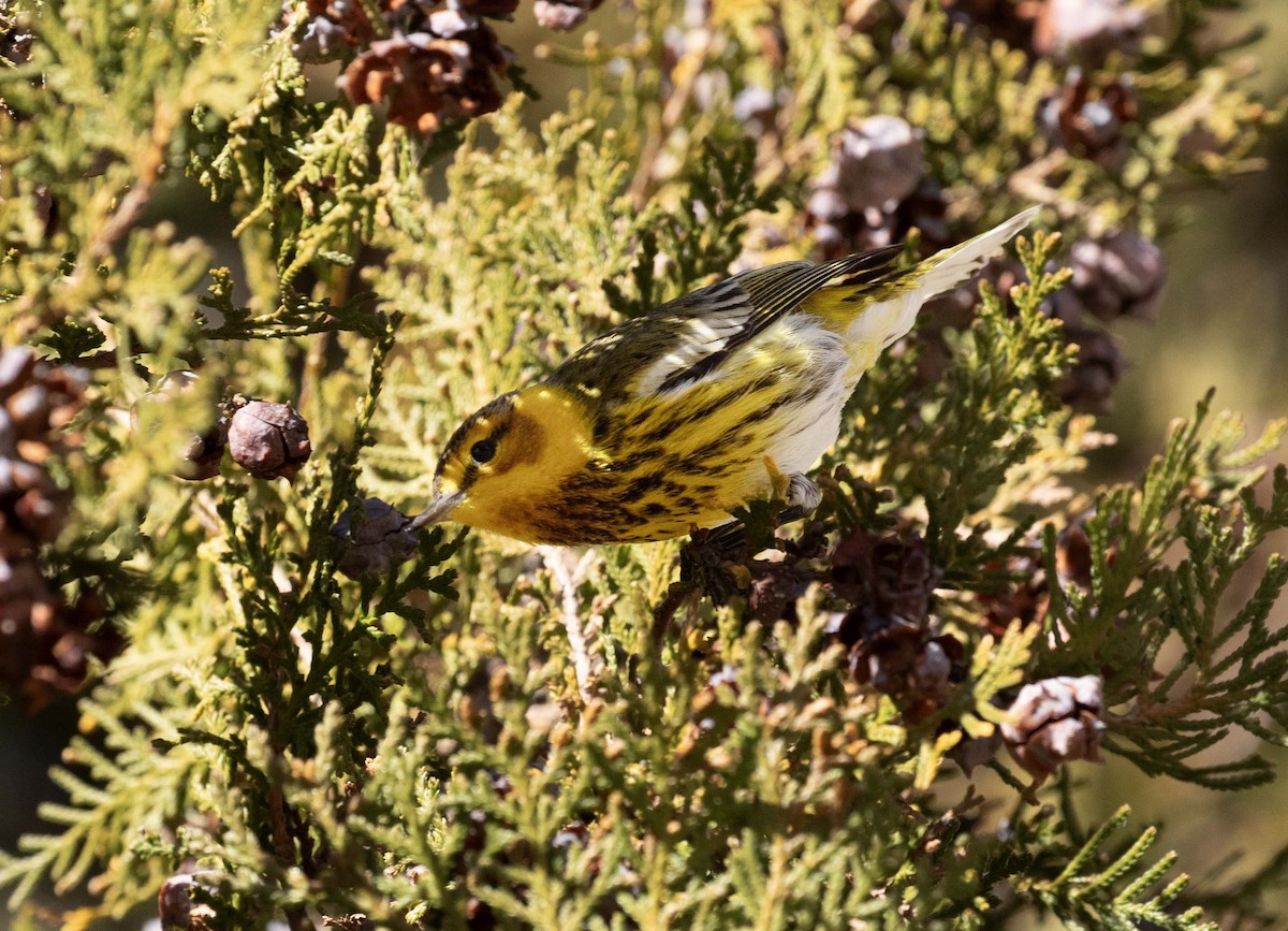 Cape May Warbler - ML612861016