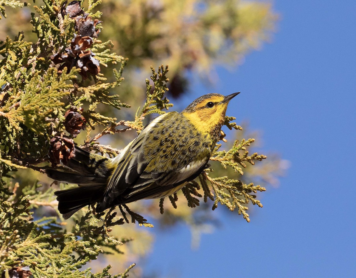 Cape May Warbler - ML612861017