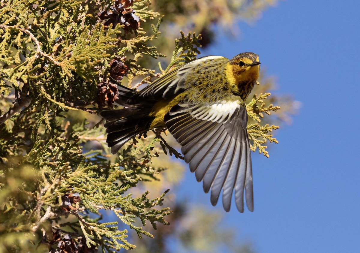 Cape May Warbler - ML612861018