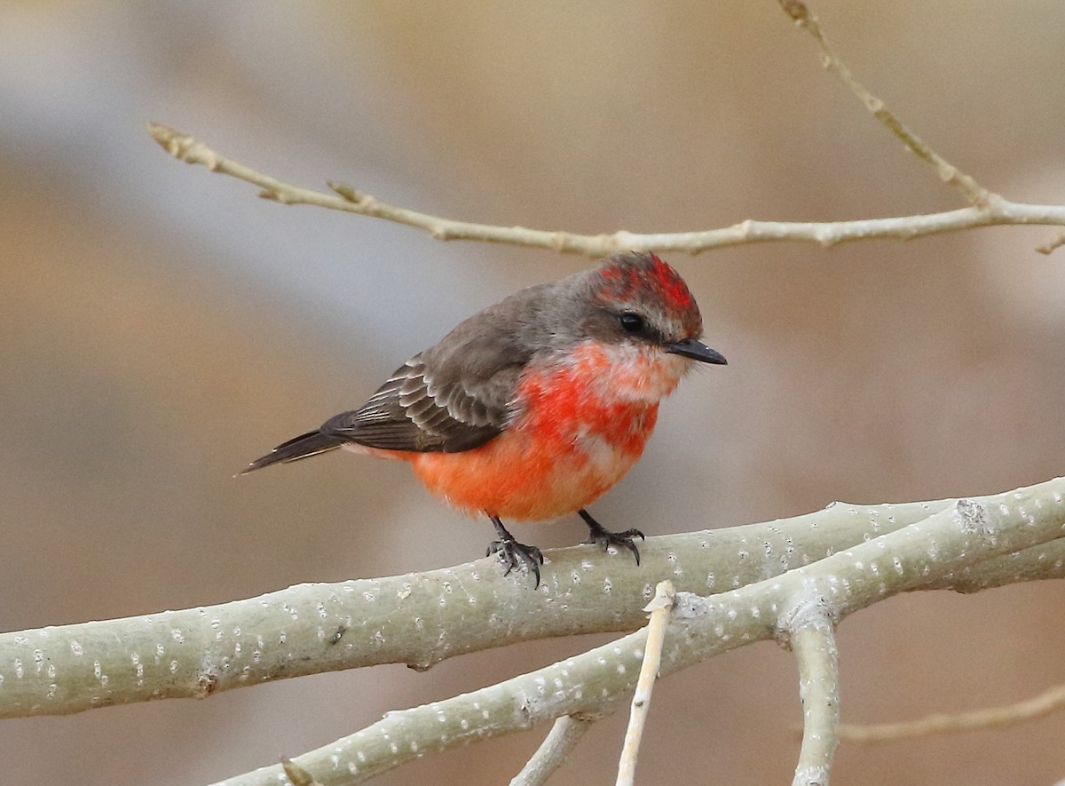 Ebird Checklist Dec Hayden Lane Fallon Nevada Us