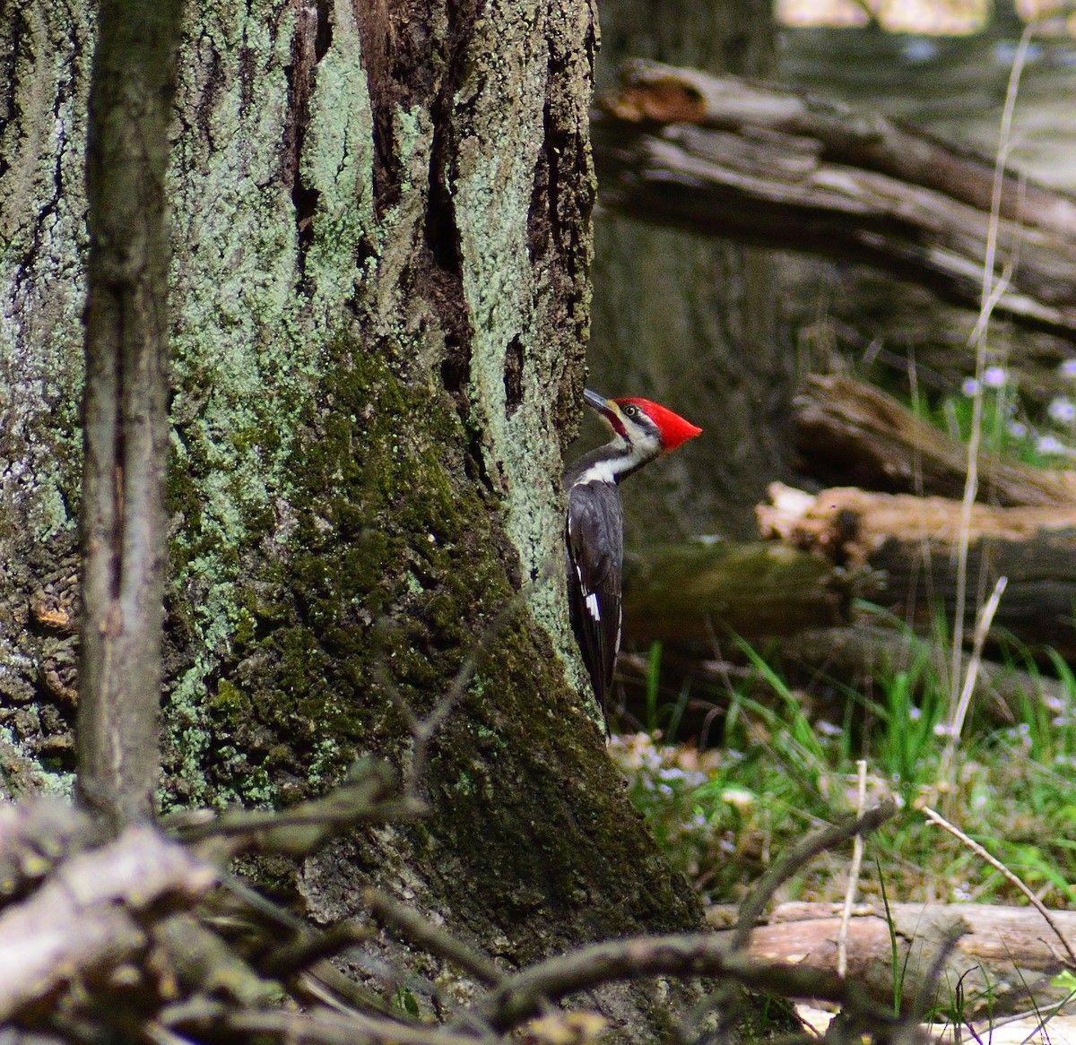 Pileated Woodpecker - ML612862022