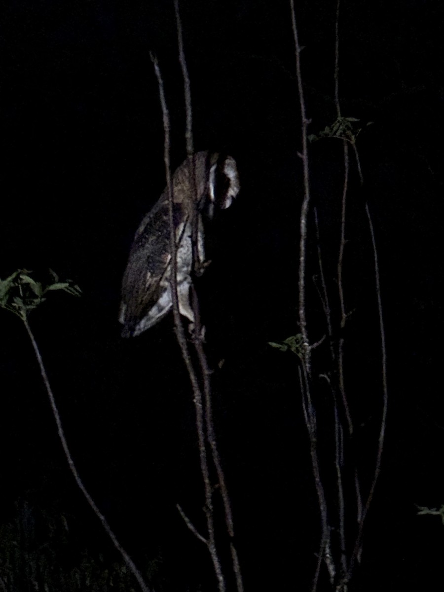 Barn Owl (Galapagos) - ML612862138