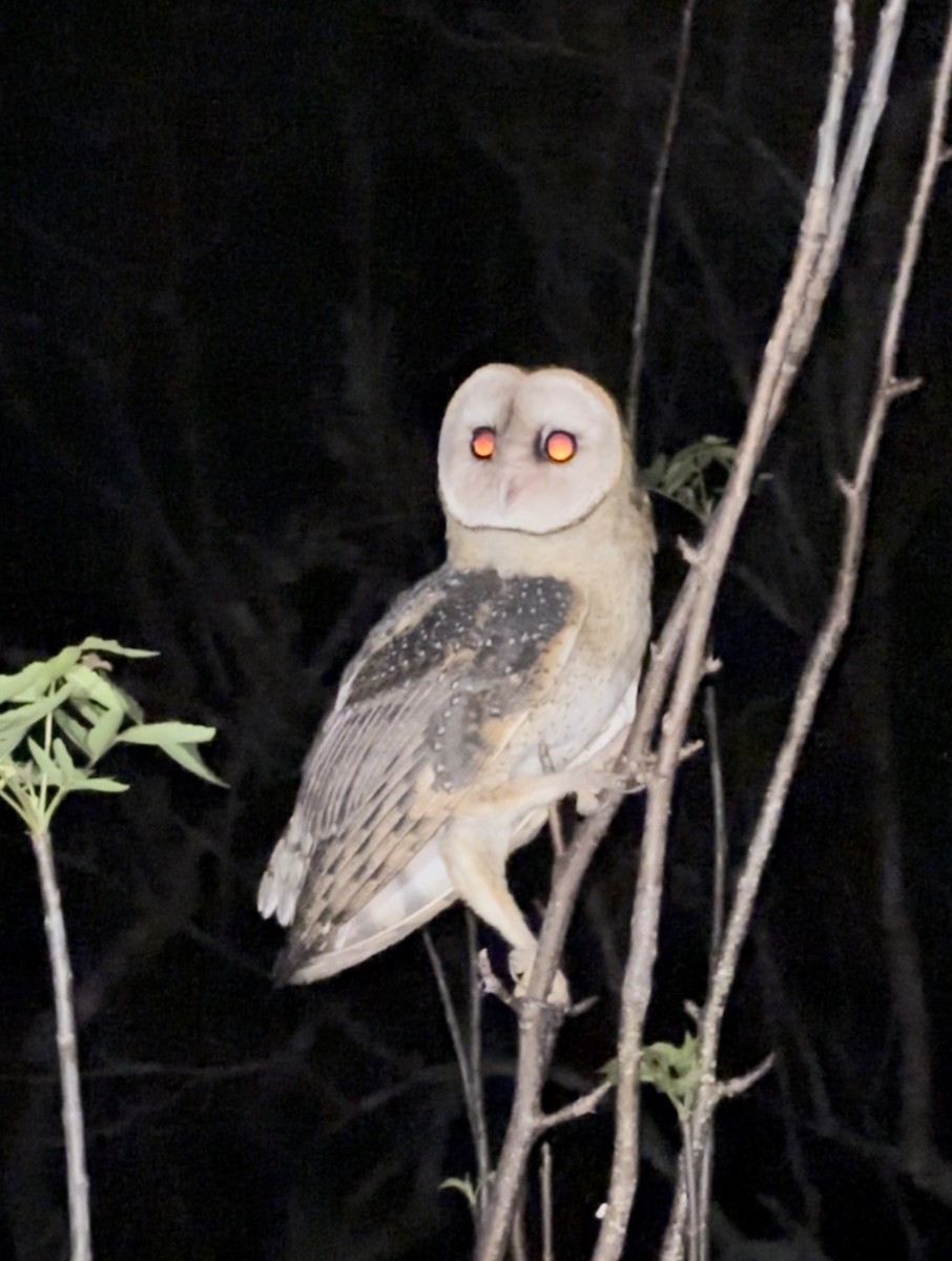 Barn Owl (Galapagos) - ML612862139