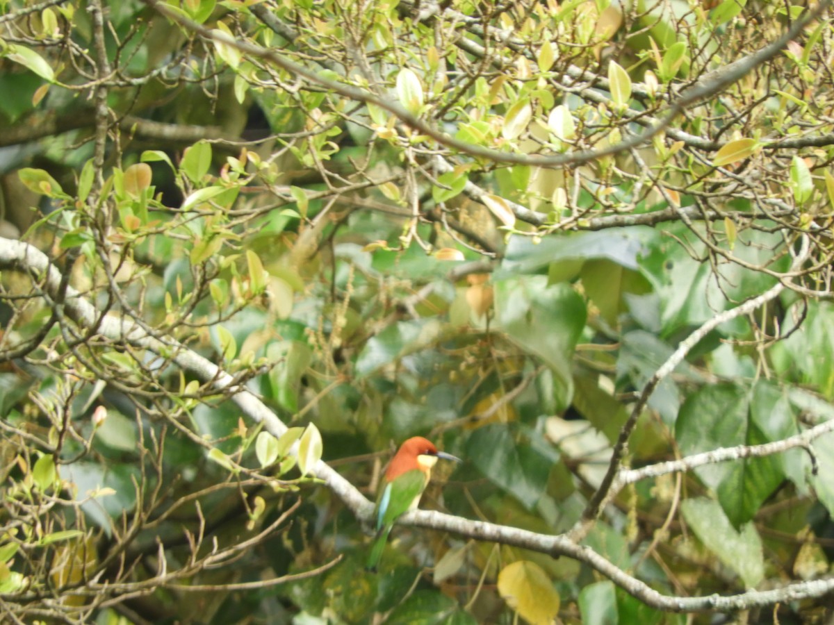 Chestnut-headed Bee-eater - ML612862364