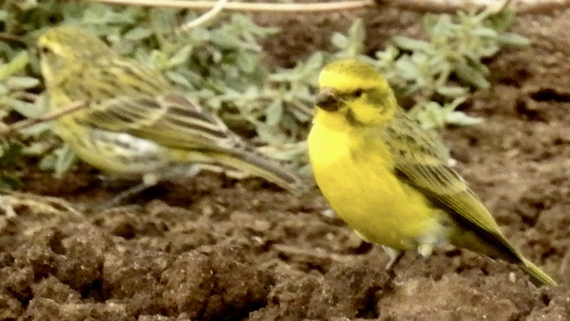 Yellow-fronted Canary - ML612862873