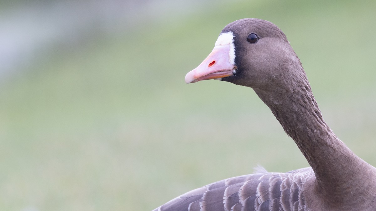 Greater White-fronted Goose (Western) - ML612863036
