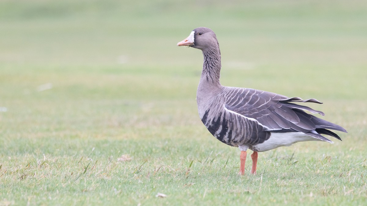 Greater White-fronted Goose (Western) - Liam Hutcheson
