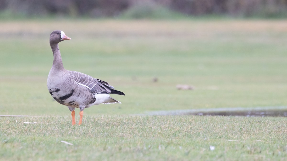 Greater White-fronted Goose (Western) - ML612863038