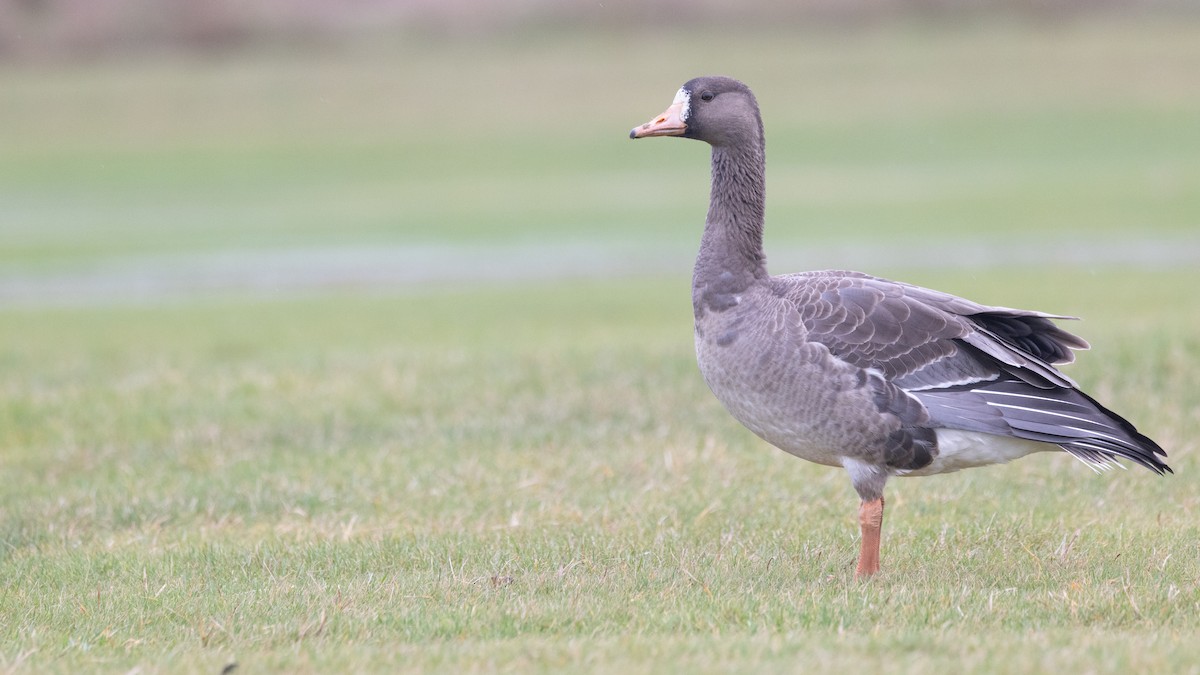 Greater White-fronted Goose (Western) - Liam Hutcheson
