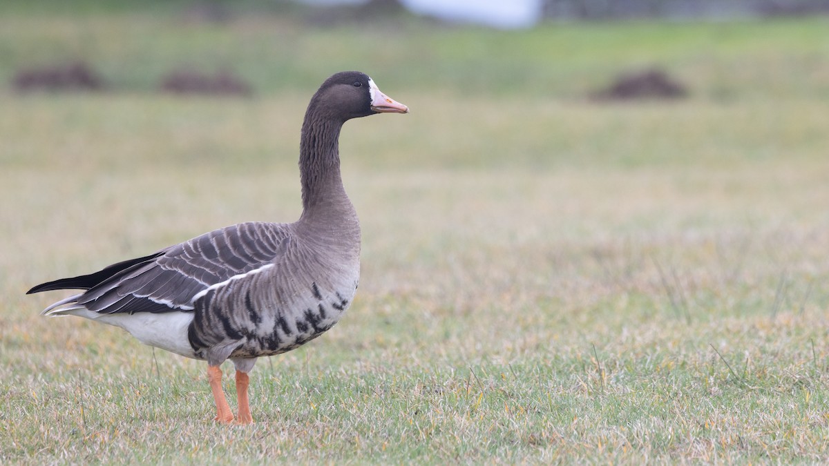 Greater White-fronted Goose (Tule) - ML612863050