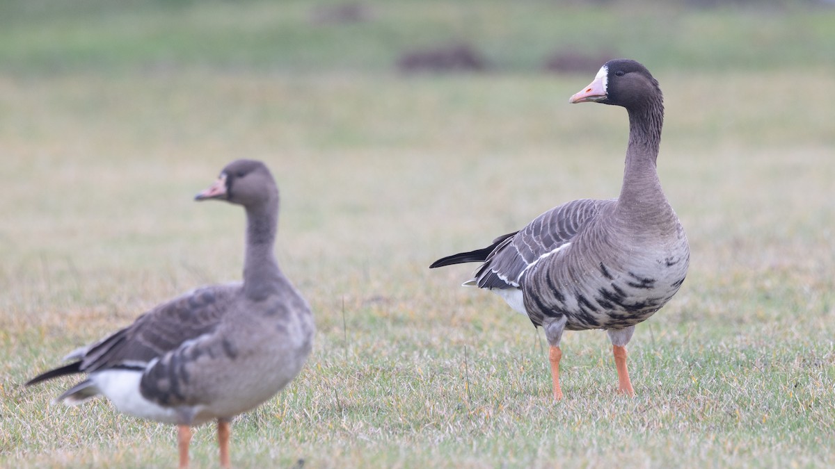 Greater White-fronted Goose (Tule) - ML612863051