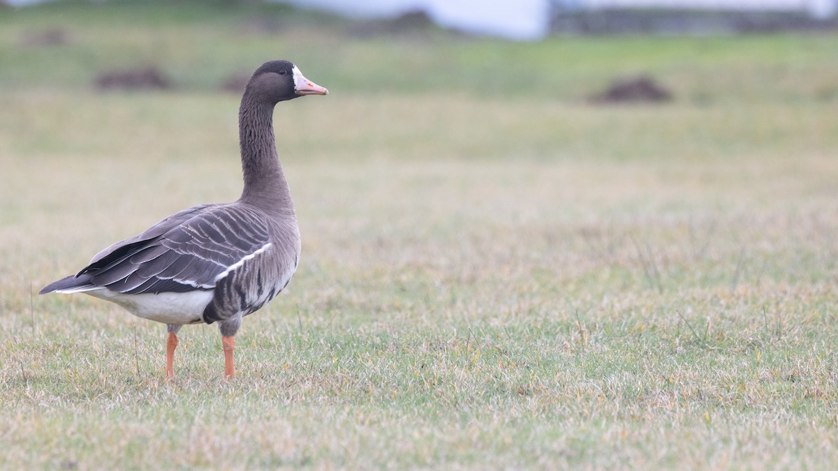 Greater White-fronted Goose (Tule) - ML612863053