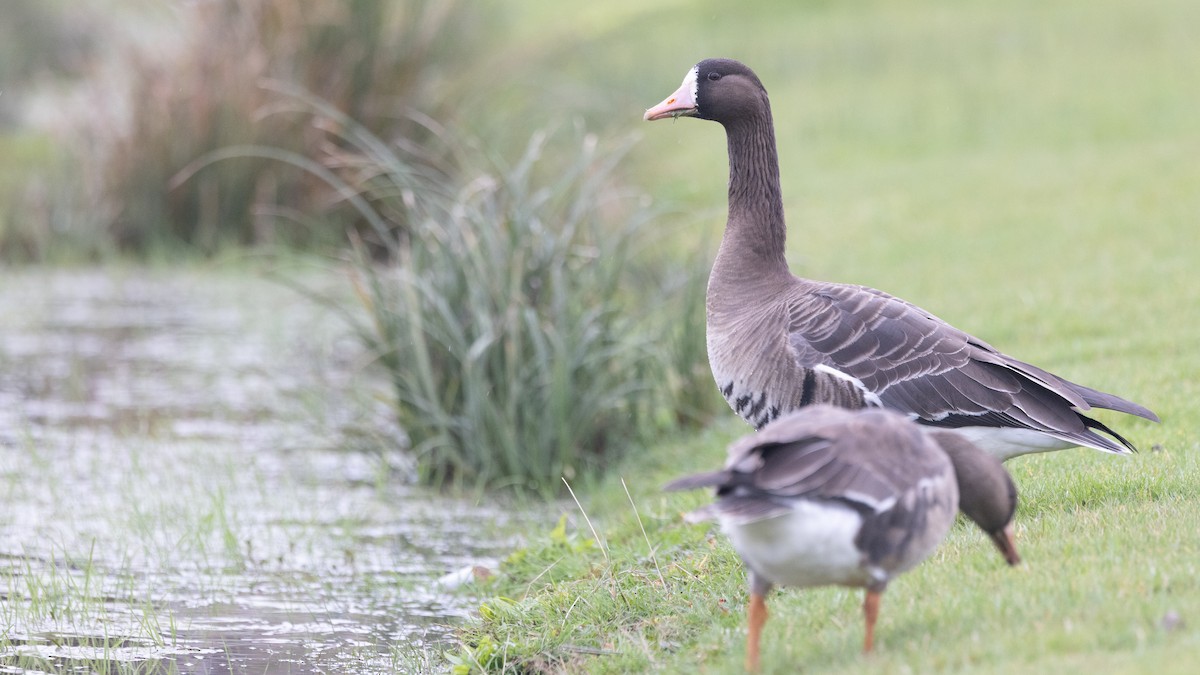 Greater White-fronted Goose (Tule) - Liam Hutcheson