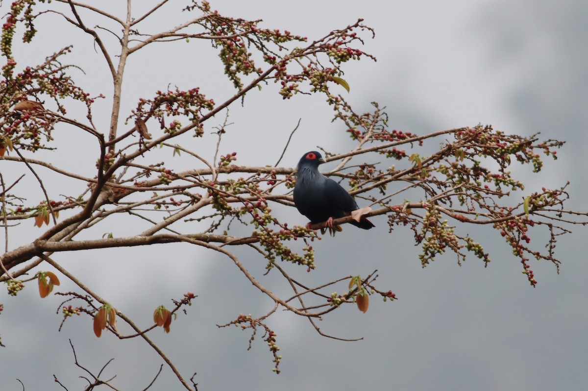 Madagascar Blue-Pigeon - ML612863214