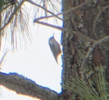 White-breasted Nuthatch - Jethro Runco