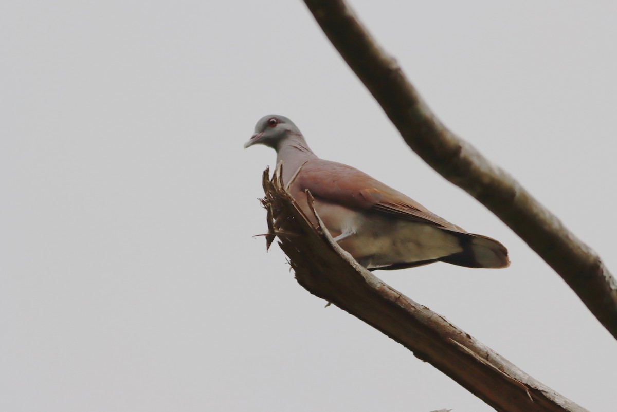Мадагаскарский голубь - ML612863484