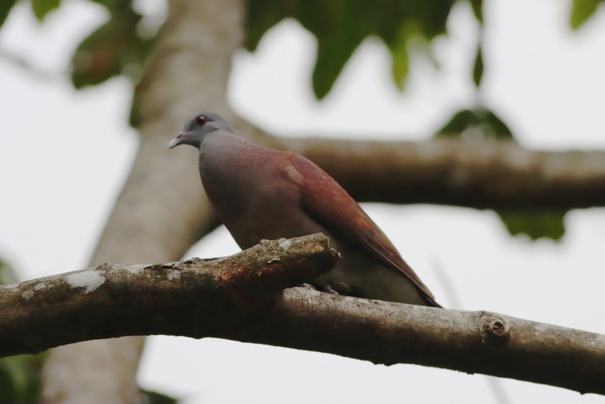 Pigeon de Madagascar - ML612863485
