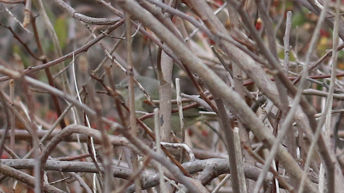 Orange-crowned Warbler - ML612863614
