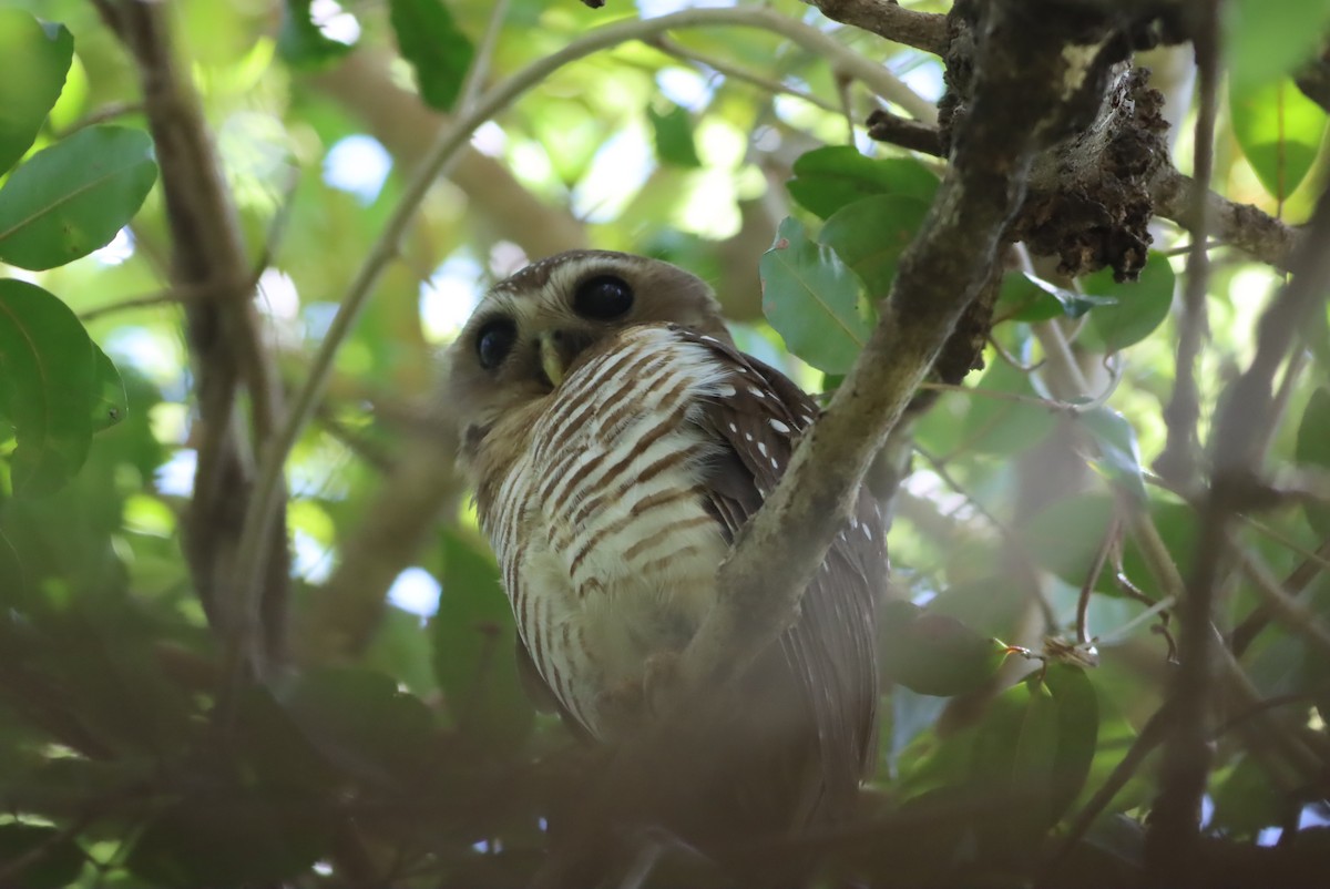White-browed Owl - ML612863856