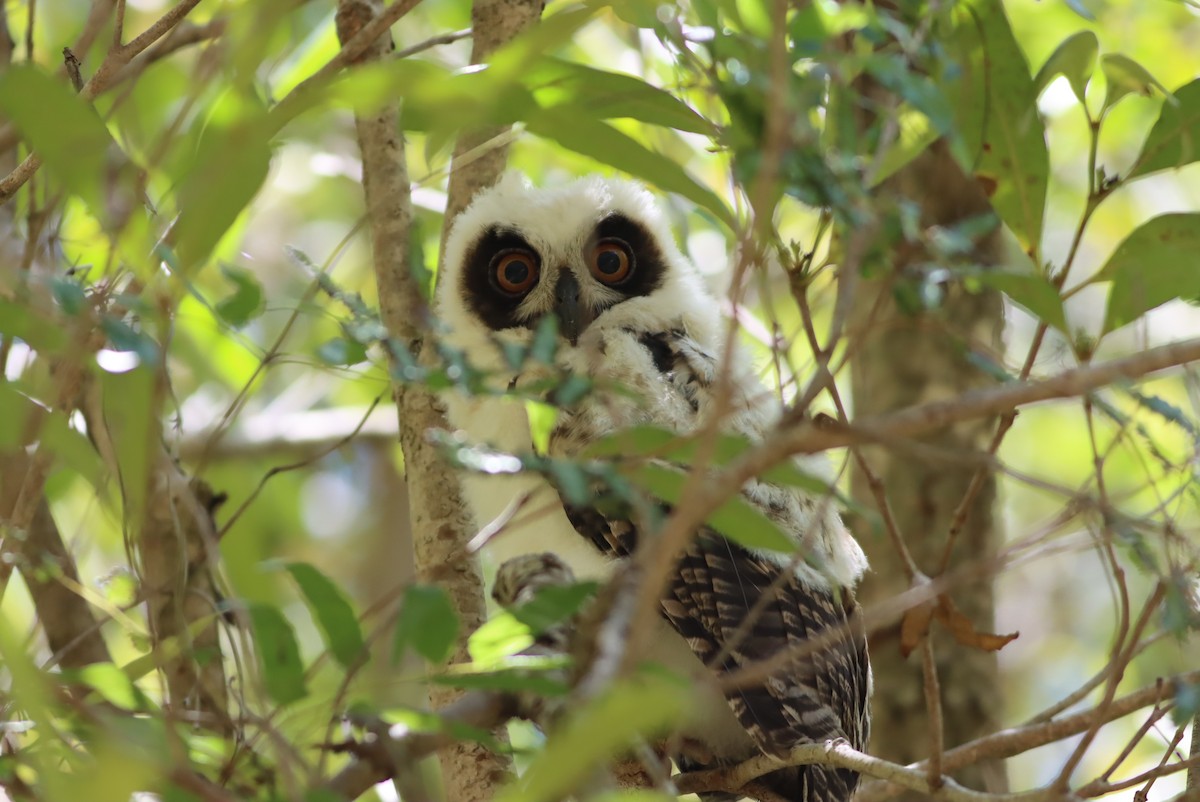 Madagascar Owl - ML612863864